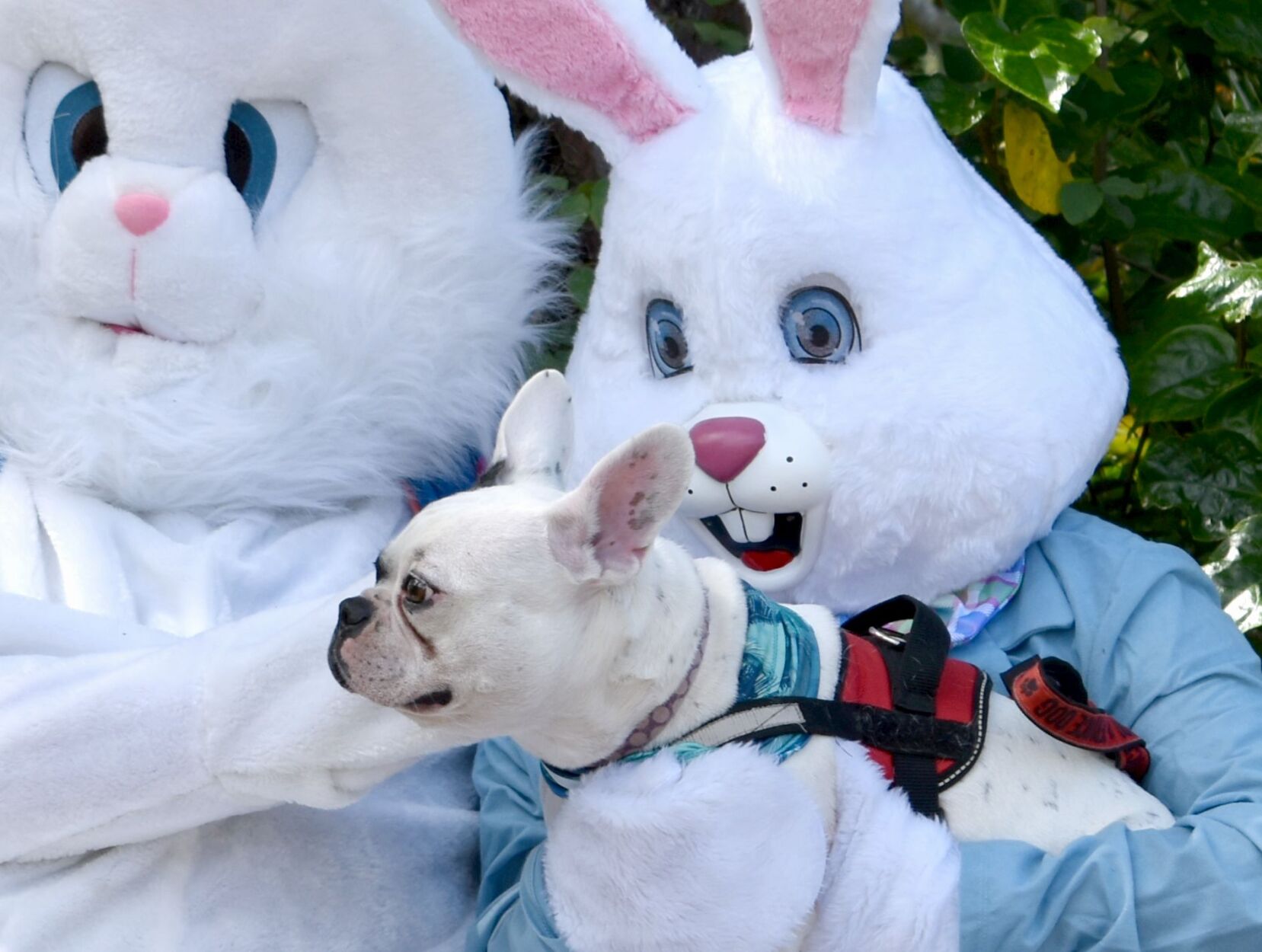 Families and pets celebrate Easter early at Punta Gorda History Park